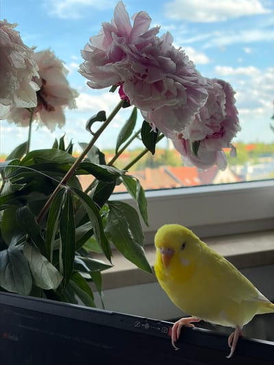 A bright yellow budgerigar is perched on the edge of a dark laptop screen, which displays the YouTube homepage. The budgerigar is positioned in the lower right quadrant of the frame, facing slightly to the left, with its head tilted. Its feet are visible gripping the edge of the laptop. Behind the budgerigar and laptop, out-of-focus, is a windowsill and beyond that, a blurred cityscape featuring red-tiled roofs. To the left of the budgerigar and extending upwards are large pink peonies and dark green foliage, set against a bright blue sky with scattered white clouds. The scene appears to be indoors, near a window, with the view suggesting an urban setting such as Nuremberg, Germany.