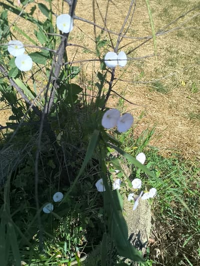 A sunny outdoor scene features several delicate white flowers with yellow centers, possibly bindweed, blooming on thin stems. The flowers are clustered around a dark, thin branch of a plant, with some leaves visible. The background is a mixture of dry, yellowed grass and greener vegetation, suggesting an unkempt natural area. The scene is possibly located in Bender, Moldova, although this cannot be definitively confirmed from the image alone. There are no people or animals present. The lighting suggests it is daytime, with bright sunlight casting shadows.