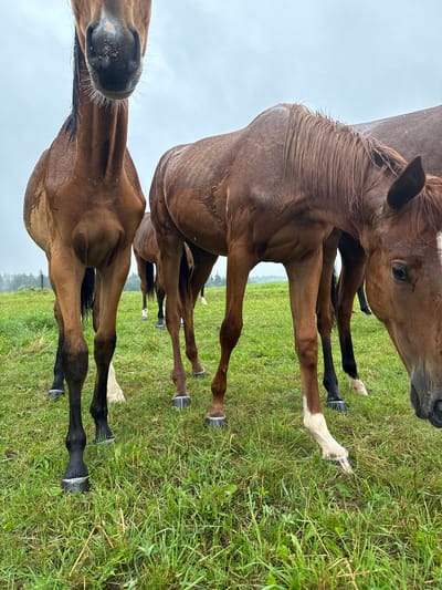 An eye-level, full shot captures a group of brown horses in a grassy field under an overcast sky. The horses are standing close together, with their heads lowered as if grazing. The horse in the foreground on the right has its head down, partially obscuring its face. To its left, another horse is seen from the chest down, with its head out of frame. Behind these two, other horses are visible, with their legs and parts of their bodies in the frame. The grass is green and appears damp, with some longer strands scattered throughout. In the background, a line of trees is visible against the hazy sky. The overall scene is natural and unposed, suggesting a quiet moment in a rural setting, likely on a farm or pasture in or near Galinė, Lithuania.