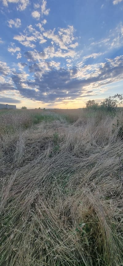 A vertical, eye-level, full shot captures a field of dry, yellowing grass under a blue sky with scattered white and gray clouds. The grass, tall and densely packed, appears to be in a state of natural growth or slight neglect, with some green shoots visible amongst the dry stalks. A faint path or clearing winds through the grass in the foreground, suggesting it might be a natural trail or an area that has been walked upon. In the distance, a low, beige structure with a flat roof is partially visible on the left, possibly a building. The horizon is marked by a line of indistinct trees and what appear to be utility poles, hinting at a rural or semi-rural environment. The sky is illuminated by the soft glow of the sun, which is partially obscured by clouds, creating a diffused, warm light across the scene. The overall impression is one of a quiet, natural landscape at either dawn or dusk. The location is Blizhnee, Ukraine.