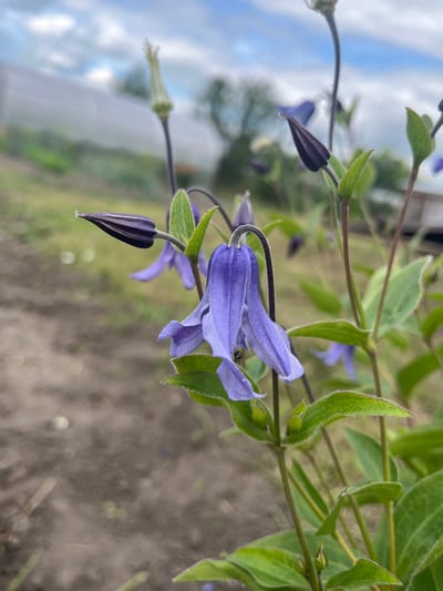 This is a close-up, vertical shot of purple clematis flowers and buds in a garden. The flowers are bell-shaped and hang downwards. The leaves are green and have a slightly fuzzy texture. In the background, there is a blurry view of a greenhouse, grass, and soil. The sky is visible at the top of the image with some clouds. The image appears to be taken in the city of Sukhyrnskoye, Russia. There are no people or animals prominently featured in the image, apart from a small insect on one of the flowers.