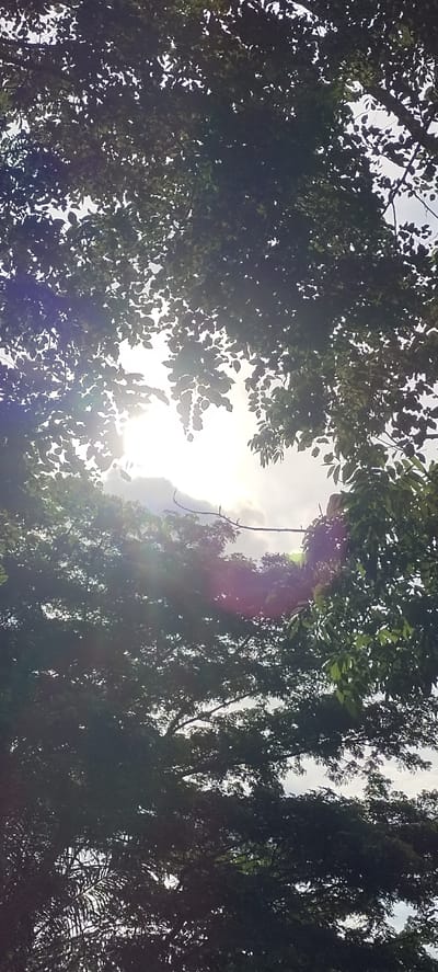The image shows a view looking up through the canopy of trees. The sun is shining brightly through a gap in the leaves, creating lens flare and illuminating the sky and clouds. The leaves are dark green and appear to be from deciduous trees, with some branches visible. The overall impression is a sunny day with dappled light filtering through the foliage. The location is identified as Langnibong, Indonesia, suggesting an outdoor, possibly natural or park-like setting within the city. There are no people or specific objects of interest clearly visible, only the natural elements of trees, sky, and sun.