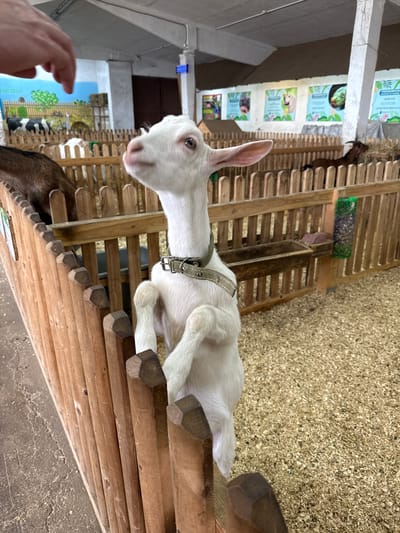 A young white goat with large ears and a collar is the primary subject of this image. It is positioned on a wooden structure within what appears to be an indoor enclosure for farm animals, likely a petting zoo or farm attraction in Kamenka, Russia. The goat is looking towards the camera with an inquisitive expression.
Behind the white goat, a darker brown goat is partially visible, suggesting the presence of multiple animals. The enclosure features wooden slatted walls and fences, with a floor covered in wood shavings or sawdust, a common bedding material for livestock. In the background, there are informational posters or signs mounted on the walls. One sign depicts a farm scene with cows and trees, and others show illustrations of animals like dogs and possibly rabbits. The lighting suggests it is daytime, and the indoor setting implies controlled environmental conditions, so weather is not a factor.
A human hand is visible in the lower left corner of the frame, reaching out towards the animals, which implies interaction or feeding is taking place. The overall scene conveys a relaxed and interactive atmosphere, typical of a family-friendly farm or zoo experience. The visible text on the posters is in Russian, confirming the location context of Kamenka, Russia.