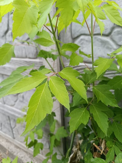 The image shows a close-up view of bright green leaves and thin, reddish-brown stems of a plant growing in front of a gray, textured concrete fence. The fence has an irregular, block-like pattern. The lighting suggests an outdoor setting, possibly in an urban environment given the fence. The plant appears to be in its growth phase, with some dried brown leaves visible at the bottom. There are no people or animals in the image, nor any visible signs of human activity beyond the fence itself. The focus is on the foliage and stems of the plant. The image does not contain any specific indicators that would place it in Taraz, Kazakhstan.