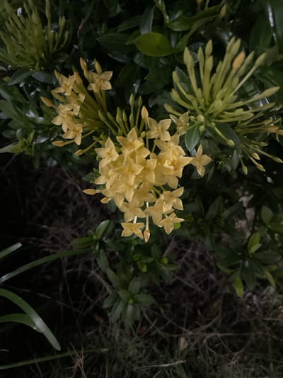 This media file features a close-up shot of a cluster of yellow Ixora flowers and their unopened buds, set against a backdrop of lush green leaves. The Ixora plant, also known as "Soka" in Indonesia, is characterized by its vibrant, star-shaped flowers that grow in dense clusters. In this image, the yellow blooms are the primary subjects, with their delicate petals clearly visible. Some flowers are fully open, revealing their intricate structure, while others are still in bud form, hinting at future blossoms. The surrounding leaves are a deep green, providing a stark contrast to the bright yellow of the flowers. The lighting suggests it might be dusk or dawn, or perhaps an overcast day, as the overall scene is dimly lit, contributing to a soft, slightly moody atmosphere. The background is out of focus and dark, with hints of dry grass or twigs, suggesting an outdoor setting, possibly a garden or natural landscape in Geudonggeudong, Indonesia. No people or specific activities are depicted; the focus is solely on the natural beauty of the flowers and foliage. The overall impression is one of tranquility and the understated elegance of nature. There is no visible text in the image.