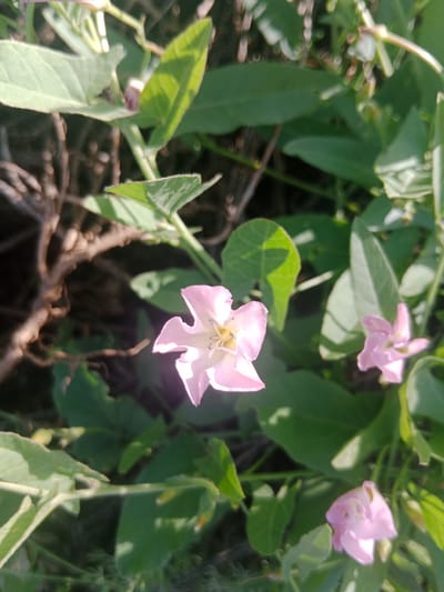 The image shows a close-up of several small, light pink flowers with green leaves and some brown branches in the background. The flowers are funnel-shaped with ruffled petals. The lighting suggests it is daytime, with sunlight casting shadows on the leaves. The overall scene depicts a natural, outdoor setting.