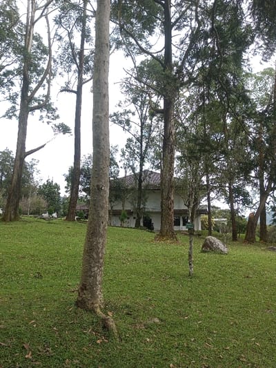 A two-story white building with a dark roof sits in the background, partially obscured by tall trees. The foreground is a lush green lawn. Several large trees are scattered throughout the scene, their trunks visible and reaching high. A large rock sits on the lawn to the right of the building. The overall impression is one of a park-like setting or a large yard surrounding the building. The day is overcast.