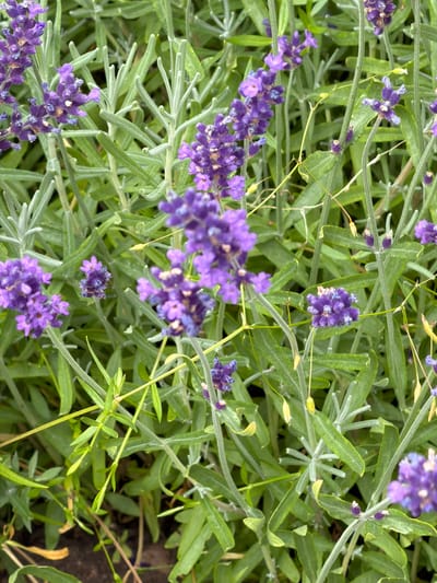 This is a close-up, top-down view of a lavender plant in Aneby, Sweden. The image is dominated by the lush green foliage and vibrant purple flowers of the lavender. The focus is on the natural beauty of the plant, with no humans or man-made objects visible. The scene appears to be an outdoor garden or park, with the soft lighting suggesting it was taken during the daytime. The image is crisp and clear, allowing for a detailed examination of the intricate textures of the lavender petals and leaves.