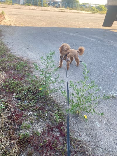 A medium-shot, vertically oriented image shows a light brown poodle on a black leash being walked on a paved surface next to a patch of vegetation. The dog is facing away from the camera, looking to its left. Its tail is curled over its back. The leash extends from the dog towards the right side of the frame.

The scene is an outdoor setting, likely a sidewalk or pathway. The pavement is gray and speckled with small stones. To the right of the pavement is a strip of rough ground with various plants. Some are green and leafy, while others have a reddish-purple hue. Dried grass and straw are also visible among the plants. In the background on the left, there is a sunlit area with more vegetation and what appears to be a fence or industrial structure. The light suggests it is daytime, possibly late afternoon due to the warm, low angle of the sun illuminating the scene from the left.

The overall mood is calm and ordinary, depicting a common everyday activity of walking a pet. No text is visible in the image. The location context provided indicates this scene is in Mais'ke, Ukraine.