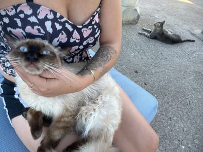 In this overhead shot, a person is holding a Siamese cat, which is upside down, in their lap. The cat has bright blue eyes and is looking directly at the camera. The person is wearing a black bikini top with a pink and white leopard print. The scene appears to be outdoors, with a concrete ground visible in the background. Another tabby cat is lying on the ground to the left of the frame. The person has a tattoo on their left arm and is wearing a gold bracelet and a ring on their right hand. The lighting suggests it is daytime.