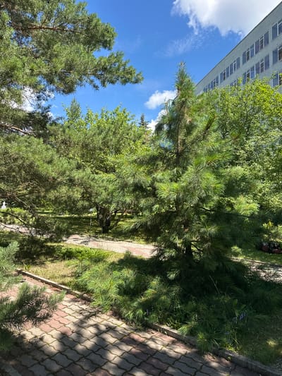 A paved walkway with red and grey interlocking stones curves through a park-like setting with various pine trees and other greenery. In the background, a modern, multi-story building with numerous windows is visible. The sky is blue with scattered white clouds. The scene appears to be a public space, possibly a park or the grounds of an institution in Duvankul', Russia.