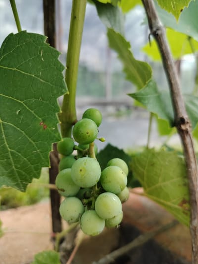 In the foreground, a cluster of unripe green grapes hangs from a vine. The grapes are small, round, and appear to have water droplets on their surface. Some of the grapes have small brown speckles. The vine is supported by a thick, woody stem on the right side of the image. To the left of the grapes, a large green grape leaf is visible. The leaf has a serrated edge and prominent veins. In the background, a blurry out-of-focus scene suggests an outdoor setting, possibly a garden or greenhouse, with hints of structures and foliage. The image is a close-up shot, focusing on the details of the grapes and vine. The location of Miass, Russia is not discernible from the visual information provided in the image.