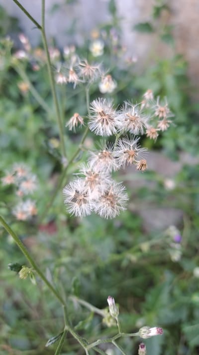 The image is a close-up, vertical shot of a flowering plant with white, feathery seed heads, likely taken in Julicotmeurak, Indonesia. The plant has thin, green stems and is surrounded by a blurred background of green foliage and some indistinct light-colored objects, possibly other plants or a wall. In the foreground, there are a few unopened flower buds with hints of purple and white. The focus is on the delicate, wispy seed heads, which are arranged in clusters. No people or animals are visible in the image. The lighting appears natural and soft, suggesting an outdoor setting, possibly a garden or a wild patch of vegetation.