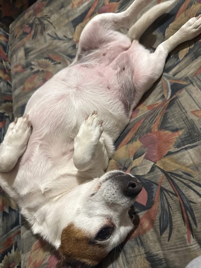 A white dog with brown and black markings on its head and ears is captured lying on its back on a patterned fabric surface, likely a couch or blanket, in an indoor setting in Radomir, Bulgaria. The dog's belly is exposed, revealing sparse white fur over pinkish skin with visible nipples. Its front paws are curled inwards towards its chest, while its hind legs are stretched out.

The dog's head is tilted slightly upwards, and a dark eye is visible, along with its prominent, dark nose. The visible claws on its paws appear well-maintained. The patterned fabric beneath the dog features an intricate design of leaves and abstract floral shapes in muted tones of green, grey, brown, and orange. The lighting is soft and consistent with an indoor environment, creating subtle shadows that highlight the dog's relaxed posture. The overall scene suggests a moment of comfort and tranquility. There is no visible text.