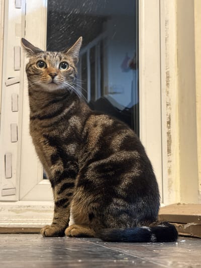 A brown tabby cat is positioned on a wooden floor, leaning against a white window frame. The cat has a black tail with a white ring and is looking up with wide eyes. The window behind the cat has a dark reflection. The image location cannot be determined from the image alone.