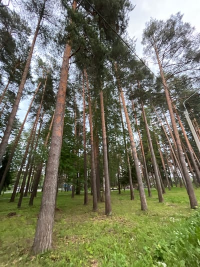 The image depicts a dense forest with tall, mature pine trees. The trees are lined up in rows, creating a pathway or alley. The perspective is looking up into the canopy of the trees, with the sky visible through the branches. The ground is covered in green grass and some undergrowth.
There are no people visible in the image. There are no specific objects that stand out, other than the trees themselves and what appears to be a power line running through the canopy in some sections.
The scene suggests a natural, outdoor environment, possibly a park or a managed forest area given the organized arrangement of the trees. The lighting indicates it could be daytime, with an overcast sky, suggesting a cloudy or possibly late afternoon/early evening. The weather appears to be mild, with the greenery suggesting a season with sufficient rainfall.
There is no visible text in the image. The overall mood is serene and natural, with a sense of depth and verticality created by the tall trees. The location context provided is "Nikolskoye, Russia," which fits the description of a wooded area common in such regions.