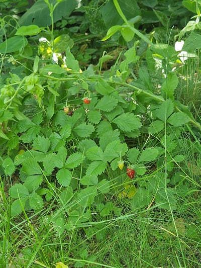 The image shows a patch of wild strawberries growing amongst lush green grass and foliage. The scene appears to be outdoors, likely in a natural setting such as a meadow or field. There are several wild strawberry plants visible, characterized by their trifoliate leaves with serrated edges. Among the greenery, a few wild strawberries are present, with one ripe red berry and another partially ripe yellowish-red berry clearly visible. The overall impression is one of a natural, undisturbed environment, possibly during daylight hours given the vibrant green of the plants. The location is identified as Bershad, Ukraine. No people, text, or specific events are depicted in the image.