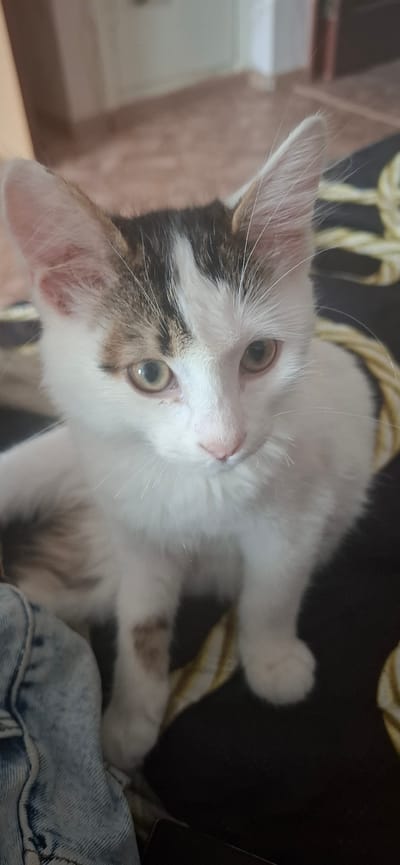 A medium shot, eye-level, indoor photograph captures a young domestic cat, likely a kitten, sitting on a dark patterned surface. The cat is predominantly white with patches of brown and black fur on its head and back. Its large, pointed ears are prominent, and its green eyes are wide open, looking directly at the camera. The cat's nose is pink, and it has visible white whiskers. The background is softly blurred, showing hints of a light-colored wall and floor, suggesting an indoor domestic environment. A portion of light-colored denim fabric, likely clothing, is visible in the lower left corner of the frame. The overall impression is one of a curious and alert young feline. No specific location within Tsimlyansk, Russia, can be identified from the visual information provided.