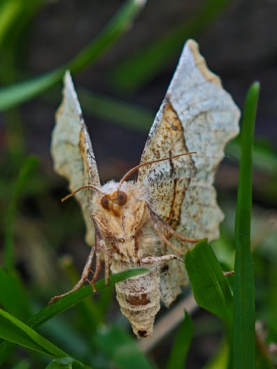 A moth is perched on a blade of green grass. The moth has pale, patterned wings and a fuzzy body. The background is blurred, but appears to be more green grass and possibly some dirt or mulch. The location in Parkhomivka, Ukraine is not identifiable based solely on the visual content of the image.