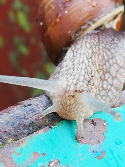 A close-up, macro photograph captures a garden snail with a light brown shell, positioned on a rusty metal surface painted teal. The snail's body is a textured, pale gray, with two long, translucent tentacles extending forward. The background is a blur of red and green. The scene is likely located in a garden or outdoor setting.