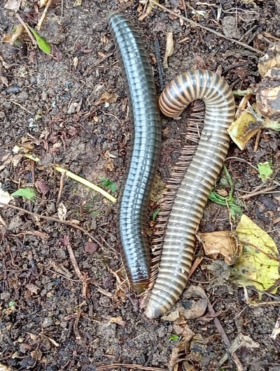 Two millipedes are on the ground. One is dark gray and elongated, positioned vertically. The other is light brown and tan with dark stripes, curled into a "U" shape. The ground is composed of dark soil, leaf litter, and small twigs. This image was taken outdoors in Carmen, Philippines.