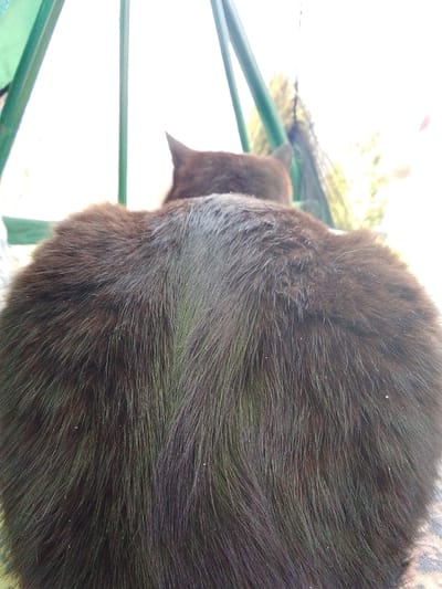 An overhead, rear view captures a dark-furred cat sitting outdoors. The cat's back is prominent, covered in thick, seemingly disheveled fur that appears dark brown or black, interspersed with some lighter, possibly greyish, hairs visible along its spine and shoulders. The individual strands of fur are discernible, showing variations in tone and texture. The cat's pointed ears are visible at the top of its head, facing away from the viewer.
The background is highly overexposed, appearing almost entirely white due to bright natural light, suggesting it is daylight, likely sunny. Two green, vertical structures, possibly poles or bars of a garden swing set or a similar outdoor frame, are visible on the left and center-right, partially obscuring the bright background. A hint of a patterned, possibly fabric, surface can be seen in the bottom right corner, where the cat is resting. The cat appears stationary, gazing towards the bright, unseen area beyond the frame. There is no visible text in the image. The scene is set in Khlevnoye, Russia.