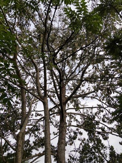 The image displays an upward perspective through the dense canopy of multiple trees in the city of Panton, Indonesia. Several tree trunks, exhibiting textured grey-brown bark, ascend vertically. A complex network of branches extends from these trunks, supporting foliage characterized by varied shades of green leaves, interspersed with some sparser, lighter-colored leaf clusters. Sections of an overcast sky are visible through the openings within the canopy. No human subjects, animals, or artificial objects are present, defining the scene as a natural, arboreal environment.