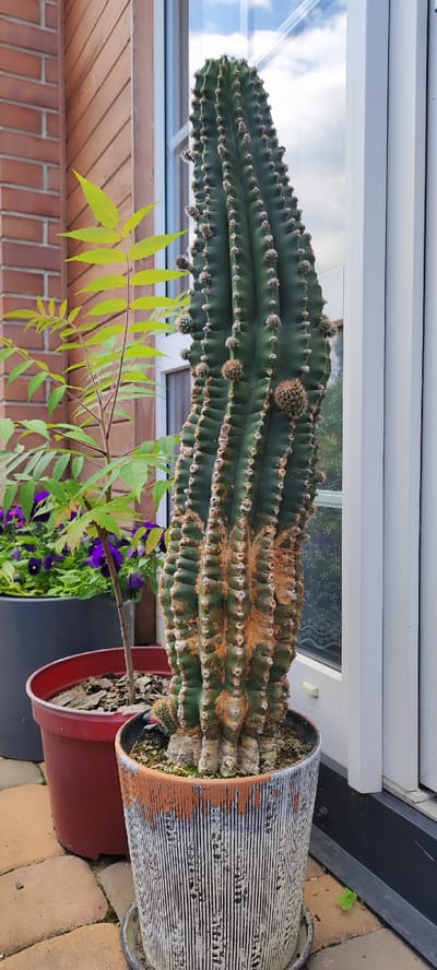 In an outdoor setting, likely a backyard or patio in Dinskaya, Russia, a tall, mature cereus cactus stands prominently in a decorative grey and orange pot with a ridged texture. The cactus exhibits signs of age and possible environmental stress, with rough, tan-colored patches along its ribbed green stem. Small, developing buds or areoles are visible along its surface. To the left of the cactus, a smaller, leafy green plant is potted in a red plastic container, and behind that, a grey planter filled with dark green foliage and purple flowers is partially visible. The background features a brick wall, a white window frame, and a clear sky with clouds reflected in the window. The ground is paved with tan and reddish-brown interlocking bricks. The scene appears to be well-lit by natural sunlight.