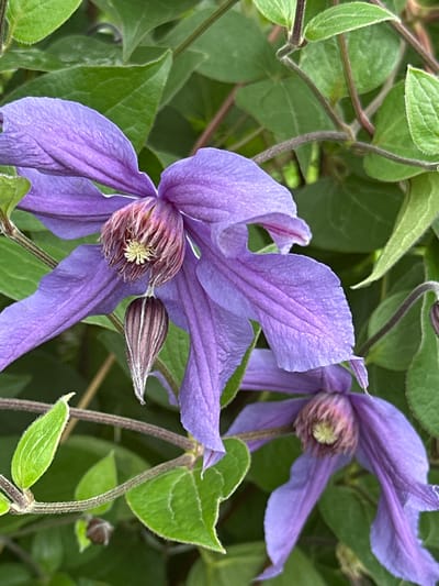 A close-up, eye-level shot shows two purple clematis flowers blooming amidst lush green foliage. The flowers have delicate, elongated petals and a prominent stamen cluster at their centers. One flower is fully open, its petals slightly ruffled, while the other is partially open, revealing its intricate inner structure. A closed bud, resembling a teardrop, hangs below the central flower. The surrounding leaves are a vibrant green, providing a soft, natural backdrop. The image was taken outdoors in a garden setting, presumably in Novogorbovo, Russia. The lighting is natural, highlighting the textures and colors of the flowers and leaves. No people or animals are visible.