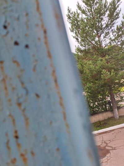 The image shows a pine tree in Borodino, Russia, situated near a cracked asphalt area and a low concrete wall. The foreground is dominated by a blurred blue, rusty metal surface, obscuring a portion of the scene. The pine tree, with its green needles and brown branches, stands tall against a pale sky. To the right of the tree, a small patch of greenery with yellow flowers is visible. The cracked asphalt suggests an outdoor setting, possibly a street or walkway. The overall impression is one of an ordinary, outdoor urban environment.