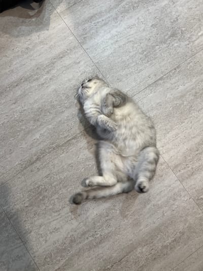 A domestic cat with light grey and white fur, exhibiting a tabby pattern on its extremities, lies on its back on a tiled floor. Its head is positioned towards the upper left, tilted slightly upwards, with eyes appearing closed or mostly closed, and whiskers visible. Its front paws are curled near its chest, while its hind legs are bent, with paws towards the lower frame. The cat's exposed belly is white and fluffy. The floor consists of light grey rectangular tiles with subtle textural variations and thin, dark grout lines. A prominent grout line extends diagonally from the upper right towards the lower left. Another faint dark, amorphous shape, likely a partial object or shadow, is visible in the upper left corner of the frame. The scene is illuminated by ambient light.