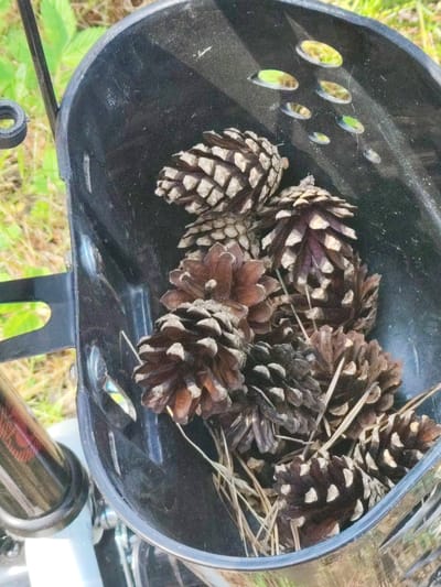 The image shows a close-up view of a black basket filled with pinecones. The basket appears to be attached to a metallic object, possibly a bicycle or a scooter, given the presence of handlebars and a reflective metallic surface on the left side. The background is out of focus, revealing green foliage, suggesting an outdoor setting, likely in a natural or park-like environment. The pinecones vary in size and color, with some appearing darker brown and others lighter, exhibiting the characteristic scaled texture. Dried grass or straw is interspersed among the pinecones, adding to the rustic feel. The lighting suggests it is daytime, with the sun casting highlights on the surfaces of the basket and pinecones, and creating reflections in the small, oval openings on the inside surface of the basket. No people are visible in the image. The scene conveys a sense of collected natural elements.
