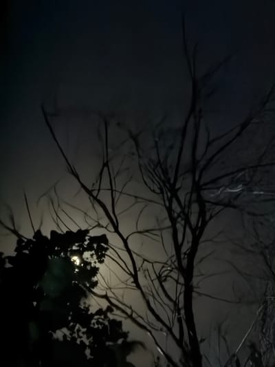 This is a nighttime photograph of silhouetted tree branches against a dimly lit sky, with a bright, hazy moon partially visible through the foliage of a dark tree on the left side of the frame. The scene appears to be in an outdoor environment, possibly a park or a residential area, in the city of Chirchik, Uzbekistan. The overall mood is dark and atmospheric, with the branches creating a stark, graphic pattern against the muted background. There are no people or discernable human activity in the image.