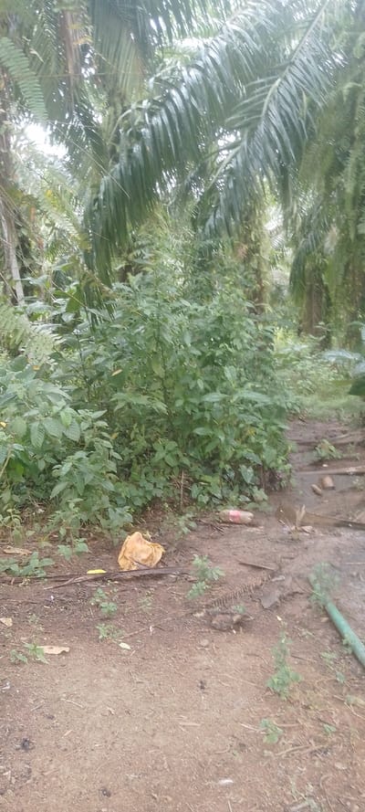 A tropical scene with palm trees looming overhead, casting dappled light on the dense undergrowth. Lush green foliage dominates the midground, obscuring parts of a muddy path. Litter, including a discarded plastic bag and a bottle, mars the natural setting along the path. A green pipe lies near the right edge of the path, further adding to the sense of human impact on the environment.