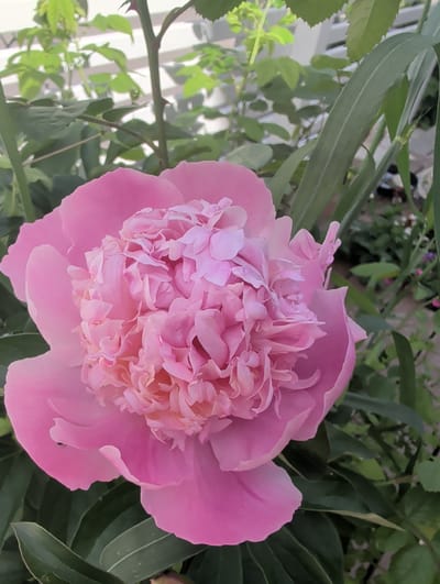 The image shows a close-up of a large, vibrant pink peony in bloom. The peony is fully open, with many ruffled petals creating a lush and full appearance. The flower is the central focus of the image, positioned slightly to the left of center. Surrounding the peony are green leaves, some of which are blurred, indicating a shallow depth of field. In the background, a white lattice structure is visible, along with more greenery and hints of other plants. A small insect, likely a small black ant, is visible on one of the lower petals of the peony. The setting appears to be an outdoor garden. The provided crop hints do not offer specific details about the location within Jordbro, Sweden.