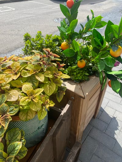 An outdoor scene in Pavlovo Podvor'ye, Russia, features a close-up view of a wooden planter box overflowing with lush greenery. Among the foliage, several artificial orange fruits are interspersed, adding a pop of color. The planter sits on a paved walkway, with a portion of a street visible in the background. The lighting suggests it is daytime, with shadows cast on the ground. No people are present in the frame.