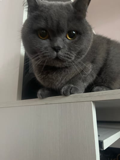 A close-up, low-angle shot focuses on a fluffy, grey British Shorthair cat sitting on the edge of a light-colored, wooden shelf. The cat's face, which is the primary subject, is looking directly at the camera with wide, round, amber eyes. Its ears are slightly pointed, and its whiskers are prominent. The cat's front paws are tucked neatly beneath its chin, resting on the shelf's surface. The shelf appears to be part of a piece of furniture with a subtle wood grain texture and a clean, minimalist design. Behind the cat, the background is softly blurred, showing a light pink wall. The overall lighting is warm and slightly diffused, suggesting an indoor setting. This scene is not specified to be in Kauchuk Stantsiya, Russia, and no information suggests it is.