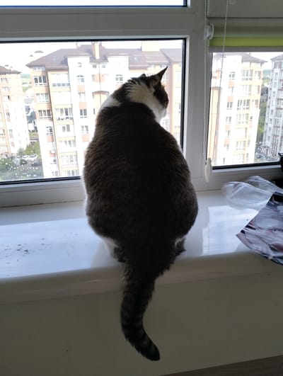 A medium shot captures a cat perched on a windowsill, viewed from behind. The cat is predominantly dark grey or brown, with a white patch on its back near the neck. Its tail hangs down, displaying ringed markings. The windowsill is white and shows some minor debris. Behind the cat, a large window offers a view of apartment buildings. Raindrops are visible on the window. Outside, the urban setting is identifiable as Krykhivtsi, Ukraine, characterized by multi-story residential buildings. A plastic bag and a folded document are on the right side of the windowsill. The window has a retractable blind with a beaded cord hanging down.