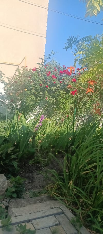 The image shows a garden with a wall of a building on the left and a clear blue sky above. In the foreground, there are stone pavers and some greenery. Behind the pavers, there is a patch of dark soil with more plants. The middle ground features tall green grass-like plants, some purple flowers, and several flowering bushes. One bush is laden with red roses, and another has orange and red lily-like flowers. A light-colored building wall, possibly made of concrete or stucco, occupies the left side of the image. Its rough-textured edge is visible against the sky. A yellow pipe runs along the wall, and electrical wires are strung across the sky. The overall scene is of a residential garden in a sunny outdoor environment. The image is a photograph taken from a low angle, looking up towards the sky and the plants. There are no people visible in the image. This scene is consistent with a residential area in Voskresenskiy, Russia, given the typical architecture and vegetation found in such regions.