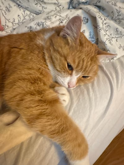 This is a close-up, high-angle shot of an orange tabby cat lying on a bed. The cat is in the foreground, occupying most of the frame, and is positioned diagonally from the upper left to the lower right. Its fur is a vibrant orange with darker tabby stripes. The cat's head is turned to the right, with its eyes partially closed and its expression appearing sleepy or relaxed. One of its front paws is resting near its face. The cat is on a white bed with a patterned duvet cover that features a delicate, dark floral or botanical design. The lighting is warm and appears to be from an indoor source. The image does not contain any elements that indicate its location in the city of Matosinhos, Portugal.