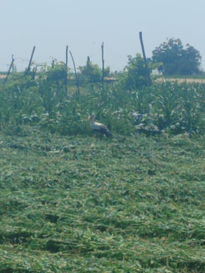 In Novosamarka, Ukraine, a stork stands in a field of cut grass, its white plumage contrasting with its dark wings. The background features tall green plants and a few sparse trees against a hazy blue sky. A rough wooden fence runs horizontally across the middle ground, with a few vertical posts interspersed. The overall impression is a rural landscape on a clear day.