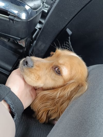 The depicted scene is located within a vehicle in Muselievo, Bulgaria. A light-brown, long-haired dog, exhibiting characteristics consistent with a Spaniel breed, is observed with its head resting. A human hand, with skin visible and short fingernails, is positioned beneath the dog's head and neck, appearing to provide support or comfort. The dog's left eye, dark brown, is directed towards the viewer. Its snout is dark, featuring visible whiskers. The dog's fur is wavy and golden-brown. The human is wearing a dark, ribbed long-sleeved garment. The vehicle's interior elements include dark-colored plastic or fabric surfaces, with a textured grey surface visible on the right supporting the dog's body, and a reflective metallic component, possibly part of a gear shifter or console, in the upper-left of the frame.