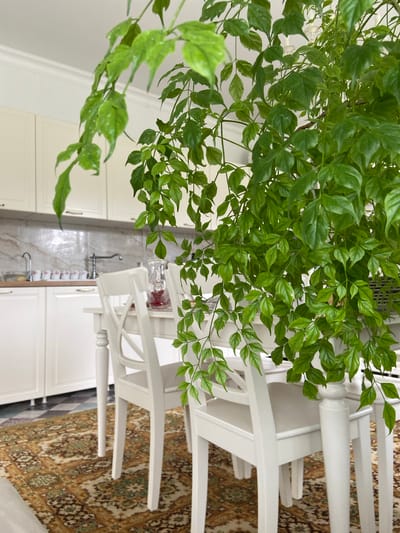 A bright, natural light photograph depicts a kitchen area with a dining table in the foreground. A large, leafy green plant hangs over the table, obscuring some of the view. The table is set with white chairs and a pitcher of red liquid. The kitchen features white cabinets and a tiled backsplash. A patterned rug lies on the floor. The image appears to be an interior shot within a residence.