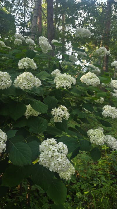 The image displays a dense cluster of white hydrangeas in bloom, set against a backdrop of trees and foliage. The flowers are round and full, with numerous small petals. Large, dark green leaves surround the blooms, creating a lush, natural setting. In the background, the trunks of trees are visible, some with pale bark, suggesting a forest or park environment. Sunlight filters through the leaves, casting dappled light and shadows across the scene. The location is described as being in the city of Il’inskiy, Russia, a detail that adds specific geographic context to the image. The overall impression is one of natural beauty and tranquility, typical of a garden or wooded area during the blooming season.