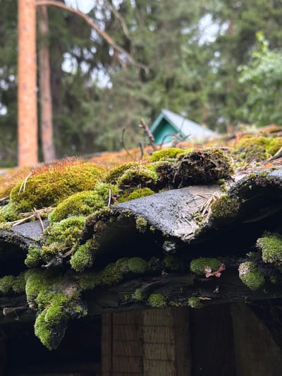 This close-up photograph focuses on a section of a moss-covered roof, likely made of asphalt shingles, with some wooden structural elements visible below. The roof is densely populated with various types of green moss, some of which appears to be hanging over the edge. Small pine needles and twigs are also interspersed among the moss. In the background, out of focus, are trees with a prominent orange-barked tree on the left and a small, teal-colored structure with a triangular roof on the right. The overall scene suggests an outdoor, possibly rural or park-like setting, given the presence of trees and the weathered appearance of the roof. The image does not contain any people or animals. The location is Udelnaya, Russia.