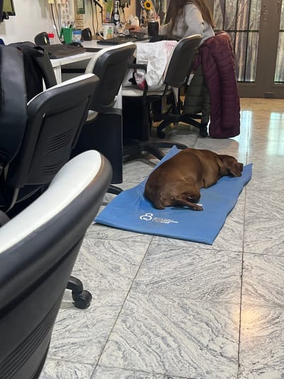 This image captures an indoor office or workspace in Cordoba, Argentina, with a tranquil atmosphere. The primary subject is a brown dog, possibly a Labrador or similar breed, comfortably sleeping on its side on a blue mat laid out on a light-colored, patterned tiled floor.
In the mid-ground, a person is partially visible, sitting at a desk and appearing to be engaged in work. They are wearing a light-colored top, and a maroon puffer jacket is folded and draped over the back of a black office chair near them. The desk area is cluttered with typical office items, including a keyboard, speakers, and various papers and documents. A small plant or flower, possibly a sunflower, is also visible on the desk.
Multiple black office chairs with white accents are scattered throughout the scene, indicating a multi-person workspace. Light filters into the room from a large window or glass door in the background.
Notable details include the blue mat, which has a white stylized logo resembling the number '8' or an infinity symbol, and partially visible text that appears to read "EMBARAZADA" (pregnant) and "Y TU BEBÉ" (and your baby), suggesting the mat's purpose might be related to pregnancy or infants. The overall impression is one of a relaxed office environment where pets are welcome. The time of day appears to be daytime, with natural light illuminating the space.