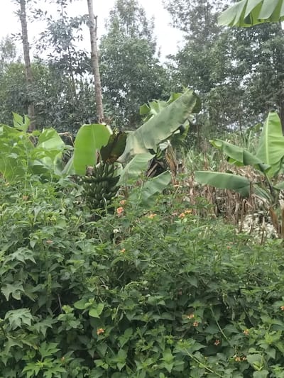 The image depicts an outdoor agricultural landscape within Nyansiongo ward, Kenya. The foreground is densely populated with various green leafy plants and bushes, some bearing small clusters of orange-yellow flowers. In the midground, a large bunch of green, unripe bananas hangs from a banana plant, characterized by its prominent, broad green leaves. Additional banana plants and other green vegetation are visible. To the right of the banana plants, tall, dried stalks, consistent with mature maize or sorghum, are present. The background features several tall, slender tree trunks with sparse green foliage, presumably part of a larger stand of trees that form a dense green canopy against a uniformly white, overcast sky. No people or animals are visible in the static scene.