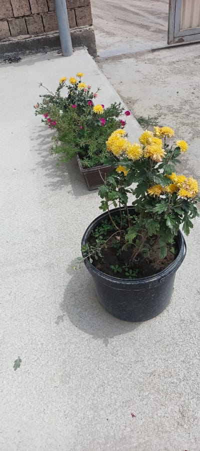 In Mehrabad, Uzbekistan, on a paved surface, two potted plants are visible. The plant in the foreground is in a black bucket and features bright yellow chrysanthemum flowers. The plant behind it, in a brown rectangular planter, has smaller green foliage with pink and yellow flowers. The ground appears to be concrete with some scattered debris. A portion of a brick wall and a metal pipe are visible in the background, suggesting an outdoor urban setting.