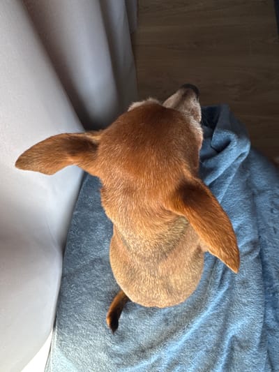 An overhead shot captures a small, tan dog with large ears perched on a blue blanket. The dog's head is turned away from the camera, revealing the back of its head and neck. To the left of the dog, a soft, pale gray surface, possibly a couch or curtain, creates a contrast with the dog's fur and the blue blanket. The background is a dark wooden floor. The scene is indoors, in an environment that could be a home in Vlasikha, Russia.