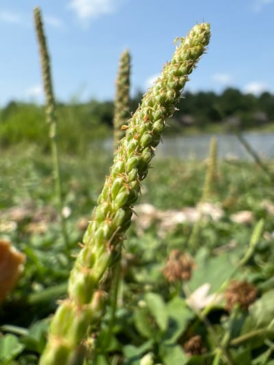 A close-up, low-angle shot features a green, spike-like plant stalk in focus in the foreground, with its tip pointing towards the upper right corner. The stalk is covered in numerous small, tightly packed green seed pods and scattered with fine, brown, hair-like structures. Behind the main stalk, two other similar, but out-of-focus, plant stalks rise vertically. The middle ground shows a body of water, possibly a river or lake, with a treeline on the far bank. The background is a bright blue sky with a few scattered white clouds. The environment appears to be a natural, grassy area. This scene is located in the village of Mykhalcha, Ukraine. There are no people or animals visible in the image.